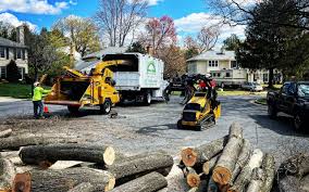 Reliable West Homestead, PA Tree Services Solutions