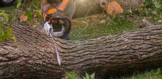 How Our Tree Care Process Works  in  West Homestead, PA